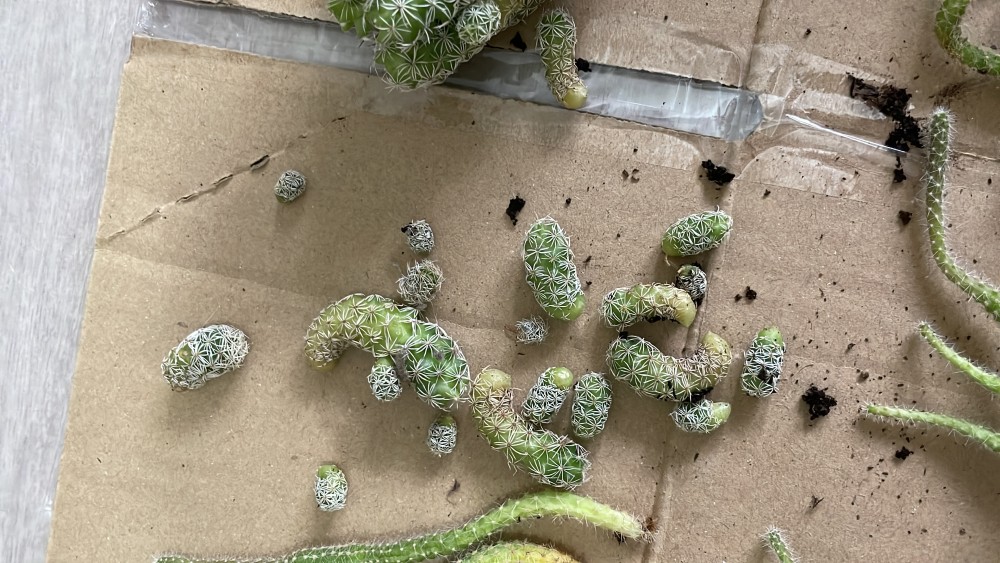 Foto del día que la trasplante