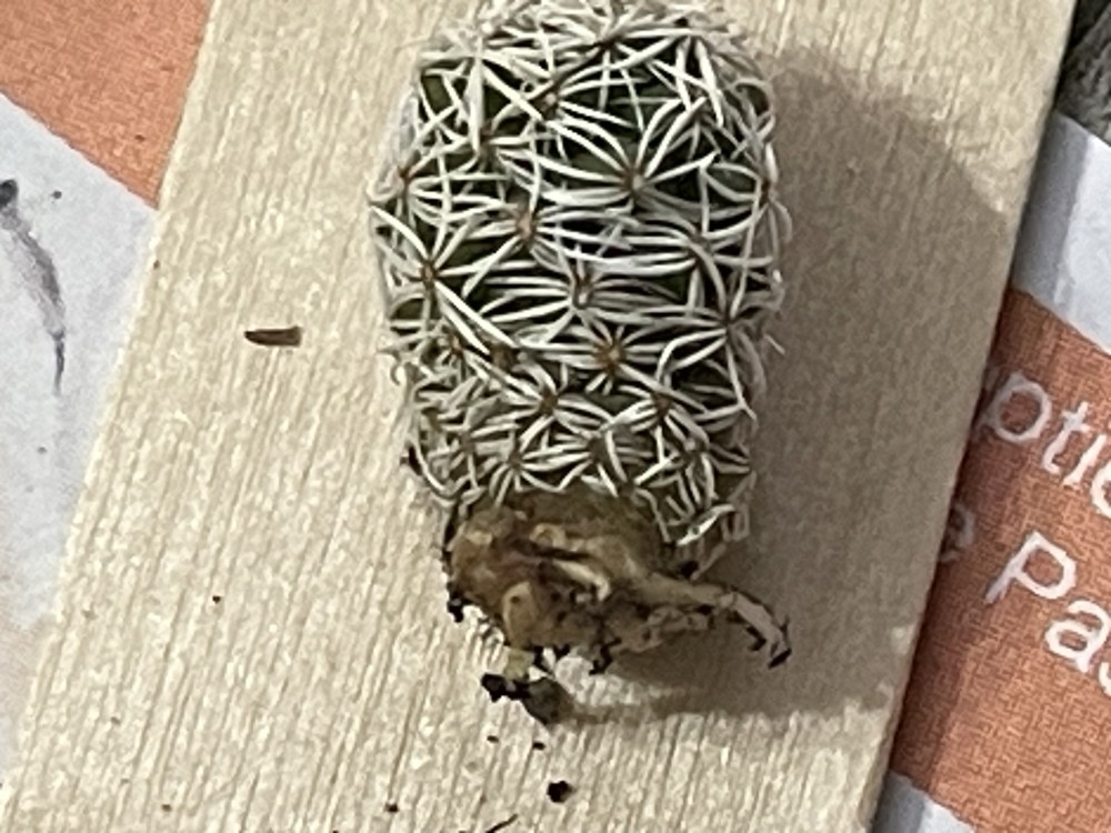 El elegido, vista de su raíz