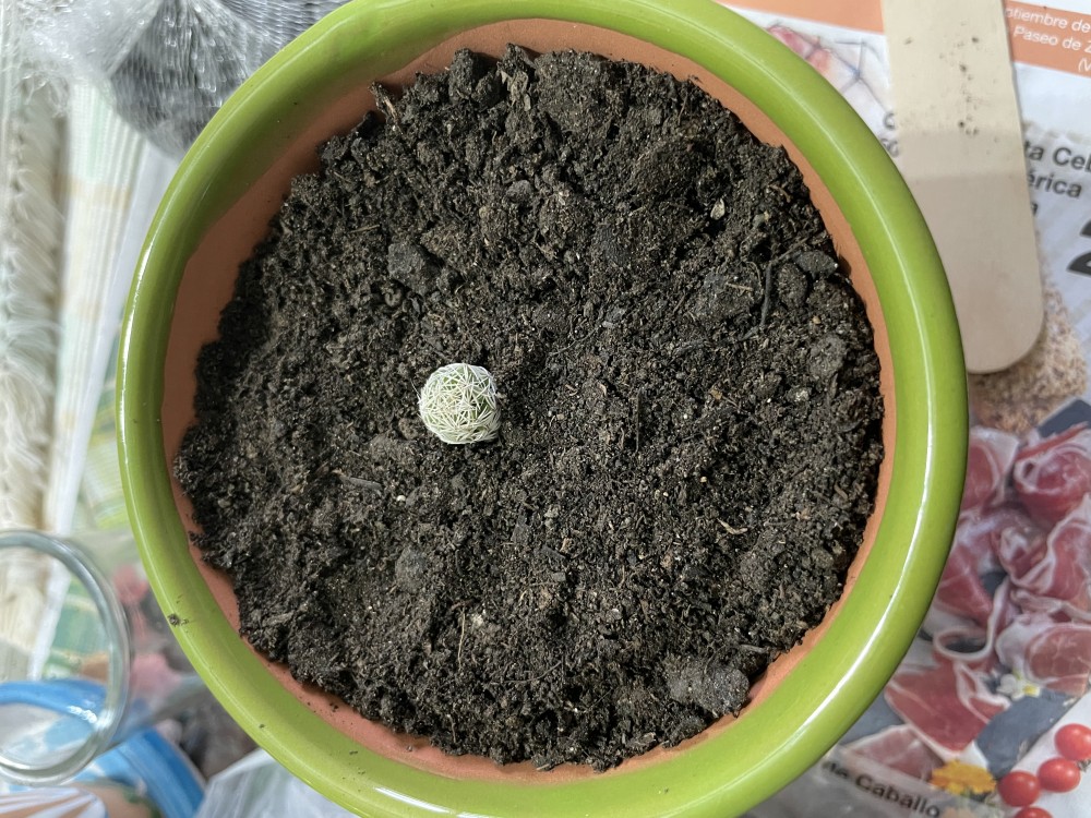 El trasplante lo hice el día anterior y lo dejé dentro de casa