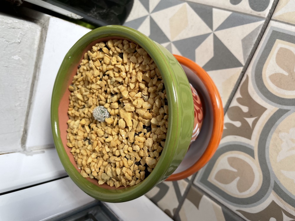 Primer día que va a pasar en el balcon