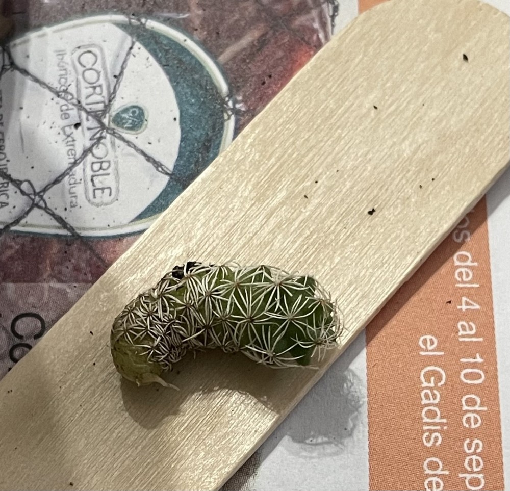 El segundo elegido, vista raíz