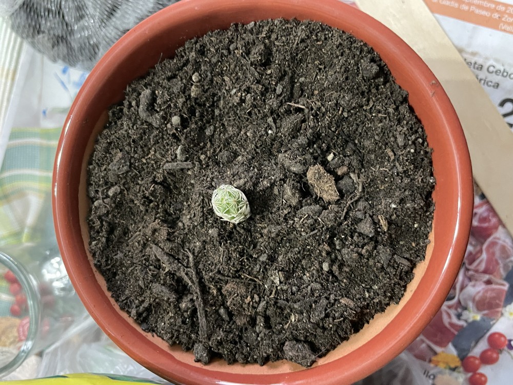 El trasplante lo hice el día anterior y lo dejé dentro de casa