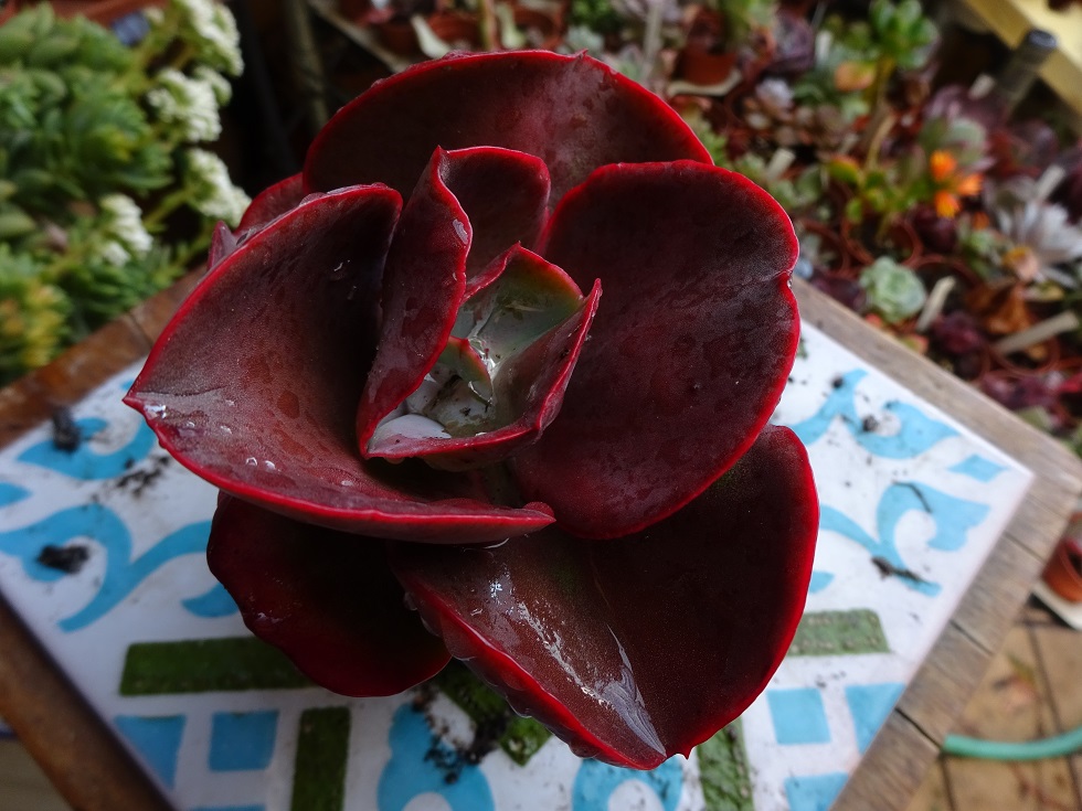 Echeveria Big Red.JPG