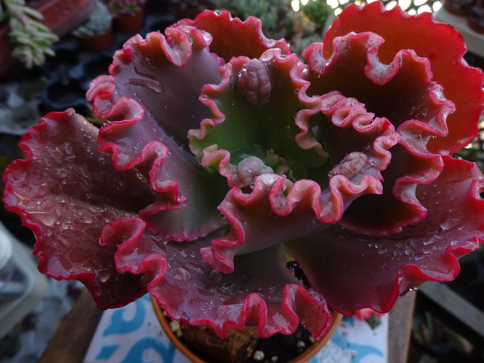 Echeveria Lilac Frost.JPG
