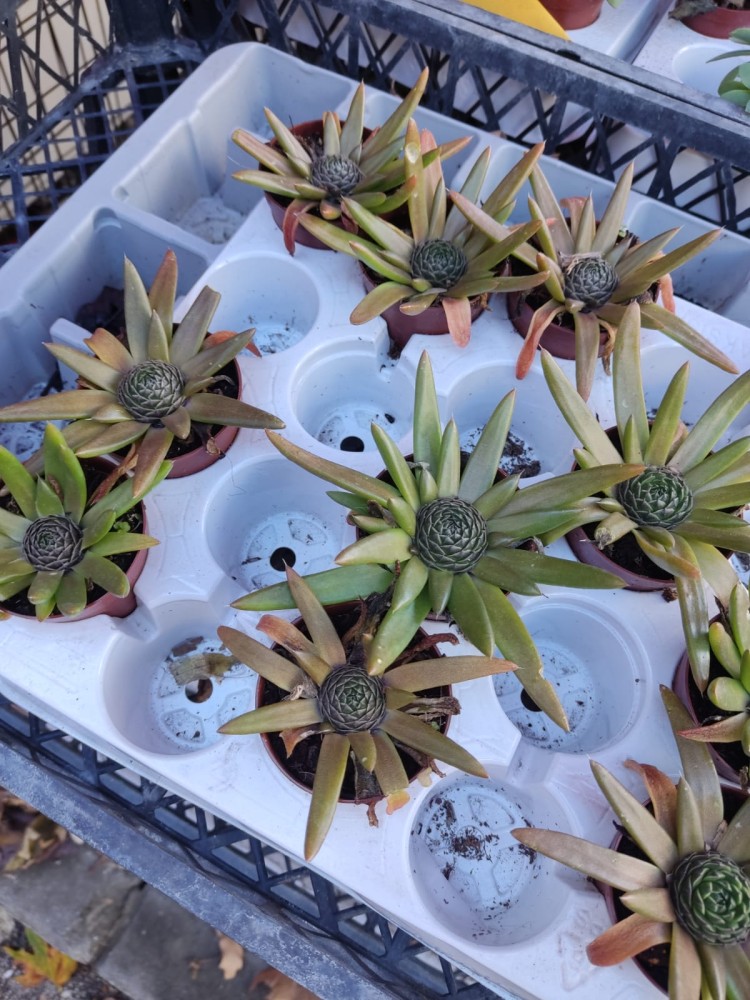 WhatsApp Image 2026-01-13 at 14.56.54.jpeg