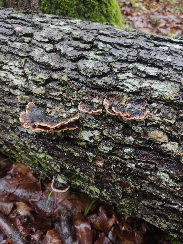 WhatsApp Image 2026-01-13 at 14.56.56.jpeg