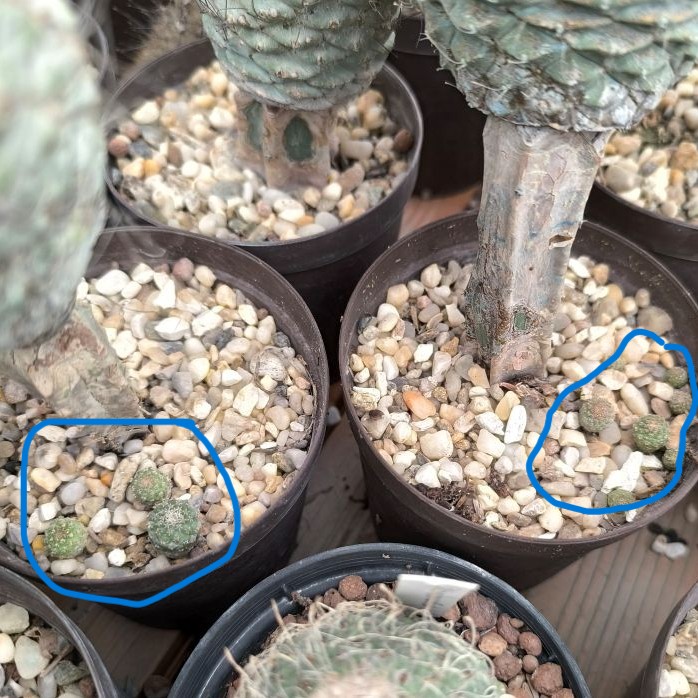 Strombocactus disciformis