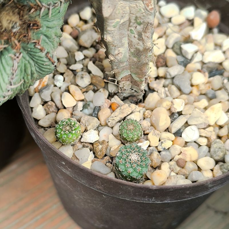 Strombocactus disciformis