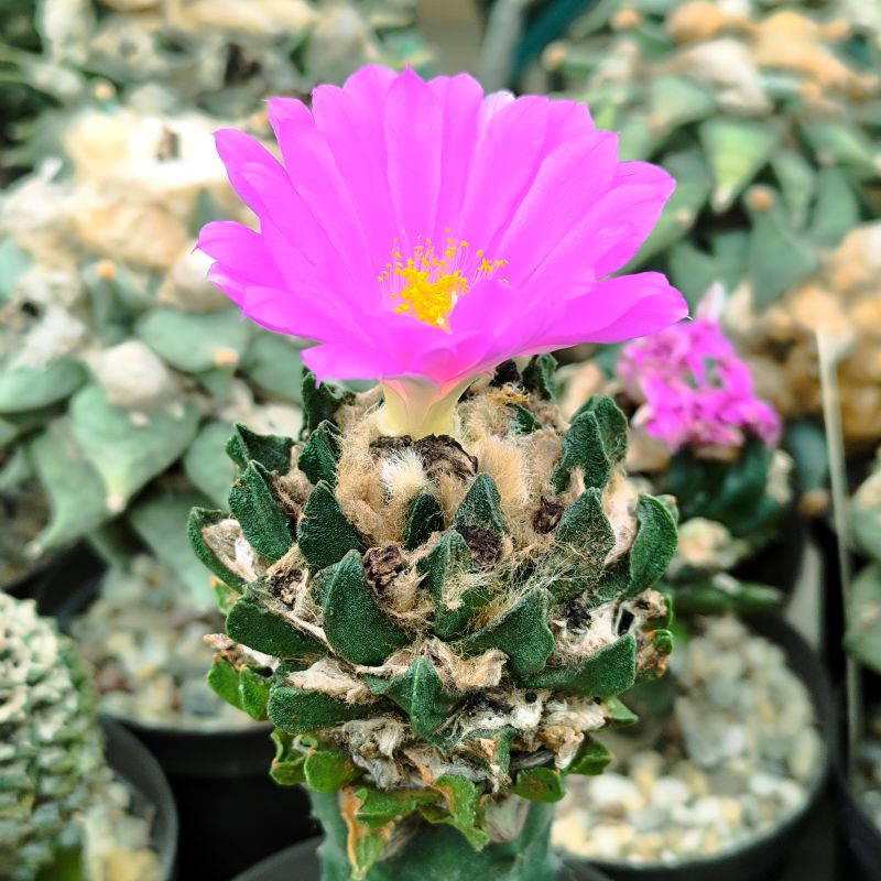 Ariocarpus scaphirostris