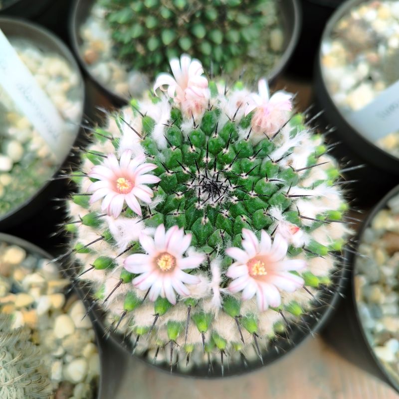 Mammillaria lloydii