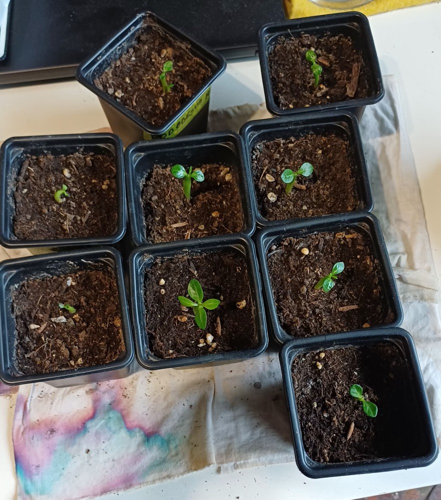 Plantulas adenium obesum