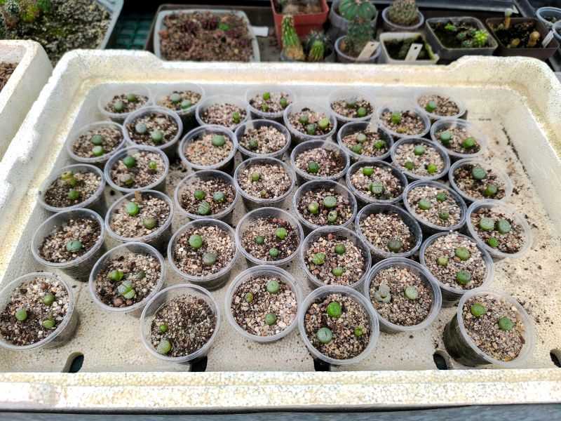 Lithops trasplantados