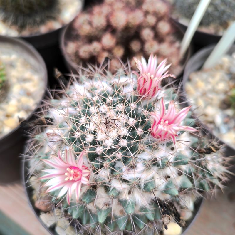 Mammillaria johnstonii v guaymensis
