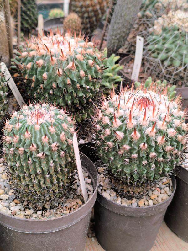 Stenocactus