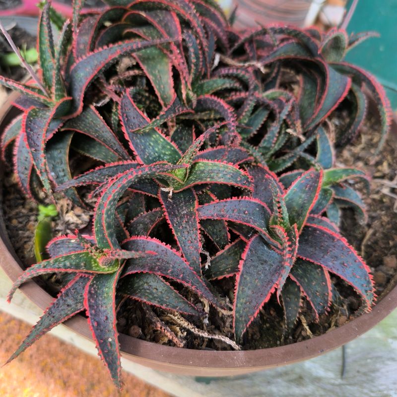 Aloe 'Christmas Carol'