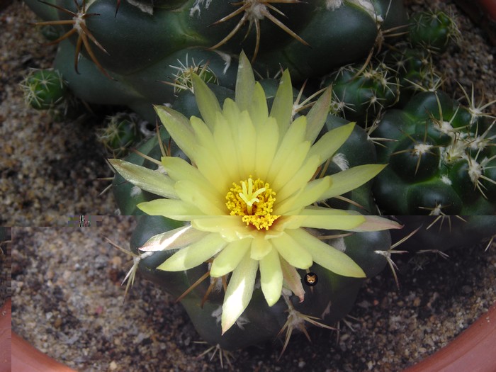 Coryphantha elephantides v. sulcolanata..jpg