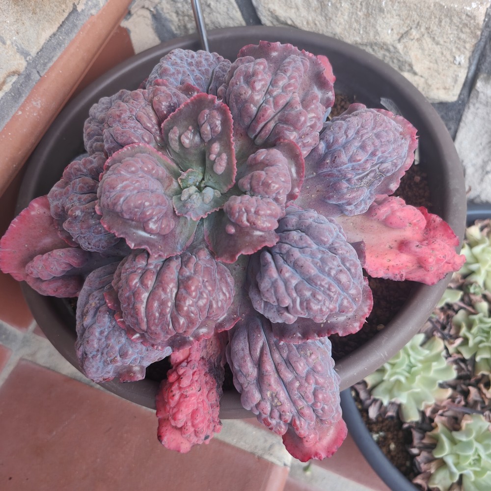 IMG20260126173442.jpg (3.79 MiB) Visto 2515 veces Echeveria Etna look de invierno