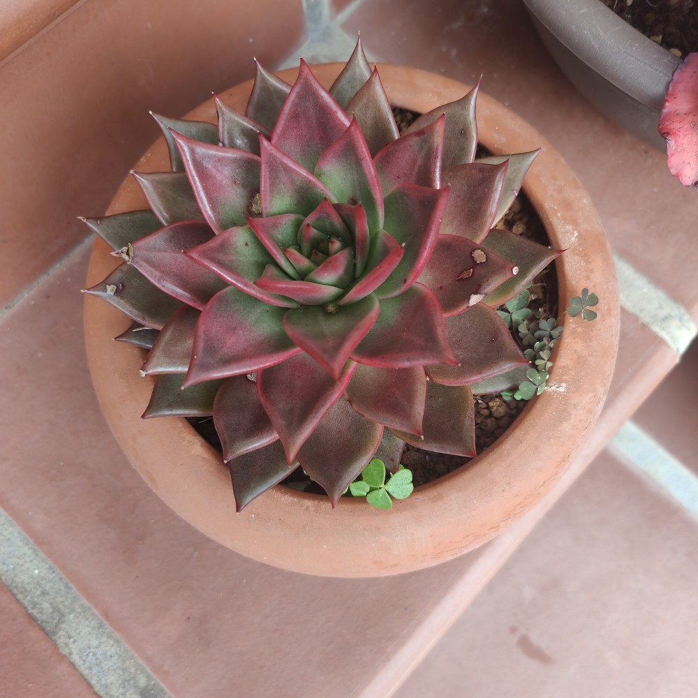Echeveria agavoides sp con look de invierno también que es como decir he perdido la etiqueta y ni p idea de qué es