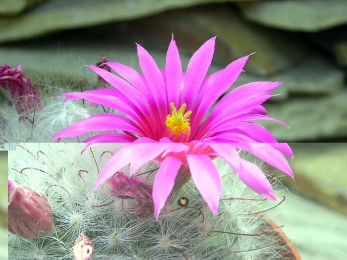 Mammillaria guelzowiana.jpg