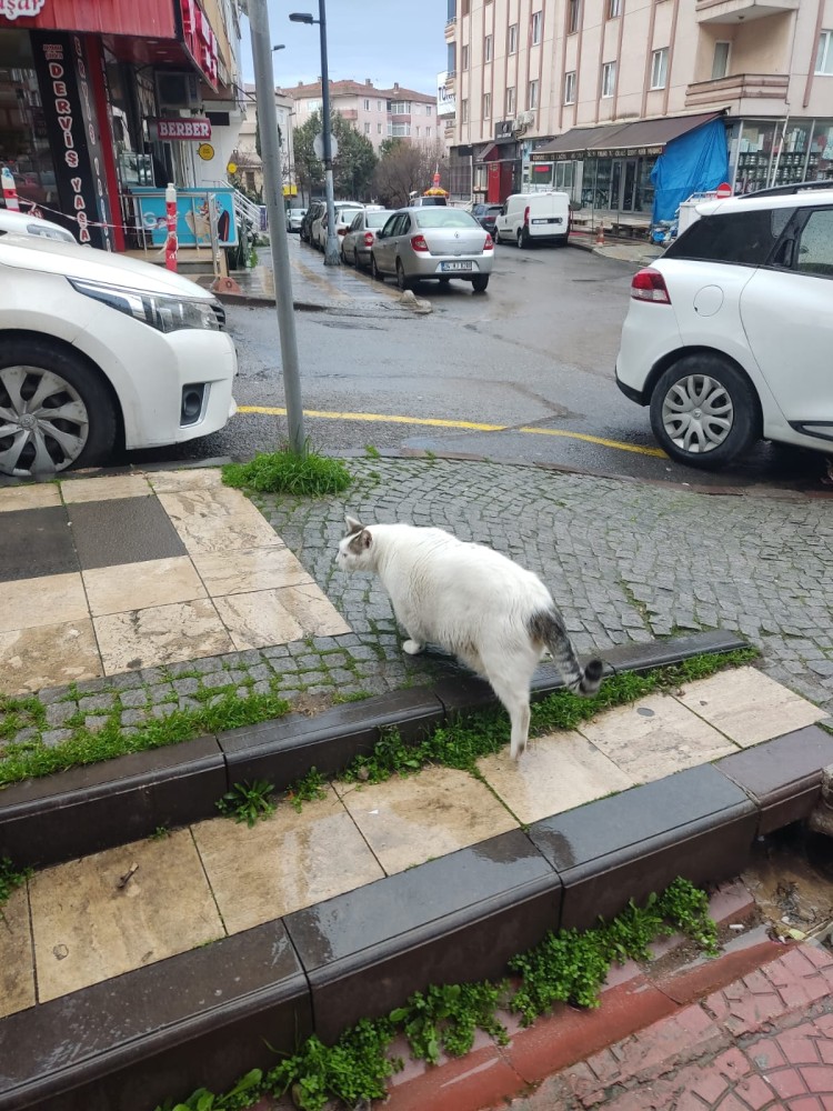 WhatsApp Image 2026-01-31 at 13.44.44(3).jpeg