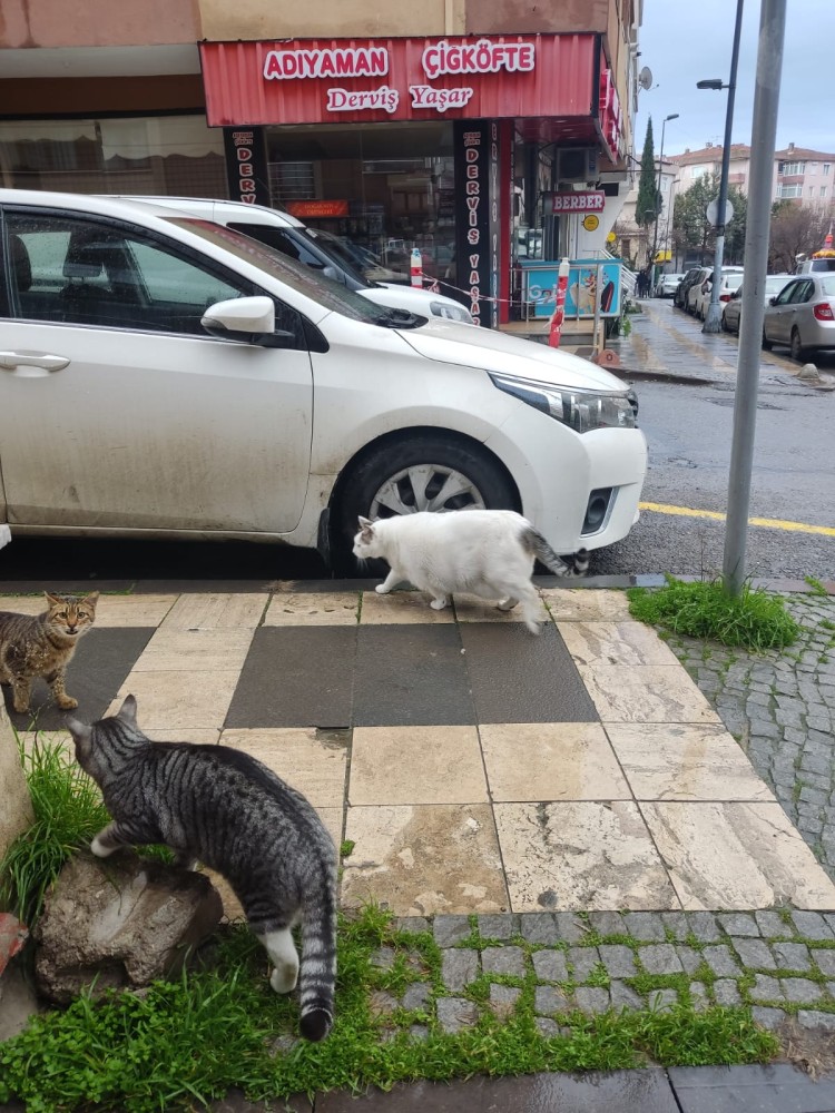 WhatsApp Image 2026-01-31 at 13.44.44(2).jpeg