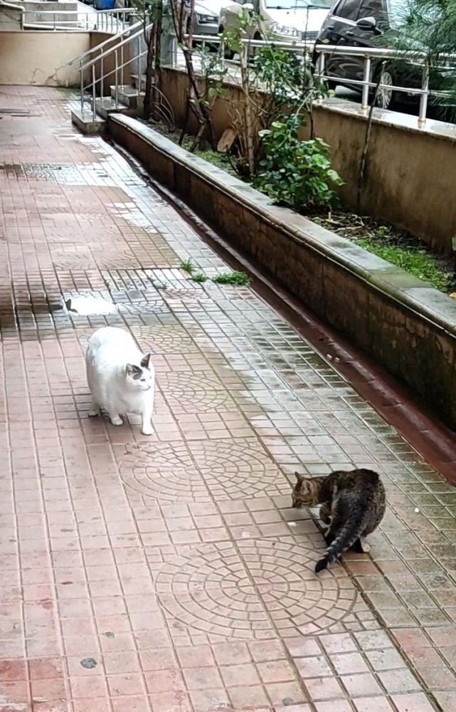 WhatsApp Image 2026-01-31 at 13.59.40(1).jpeg