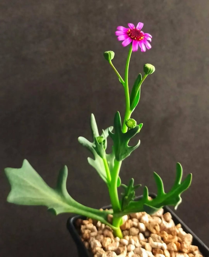 625692329_3086485798206493_6083428344617451469_n (1).jpg