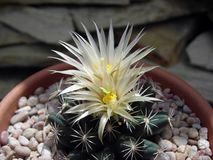 Neobesseya asperispina (Escobaria Missouriensis).jpg
