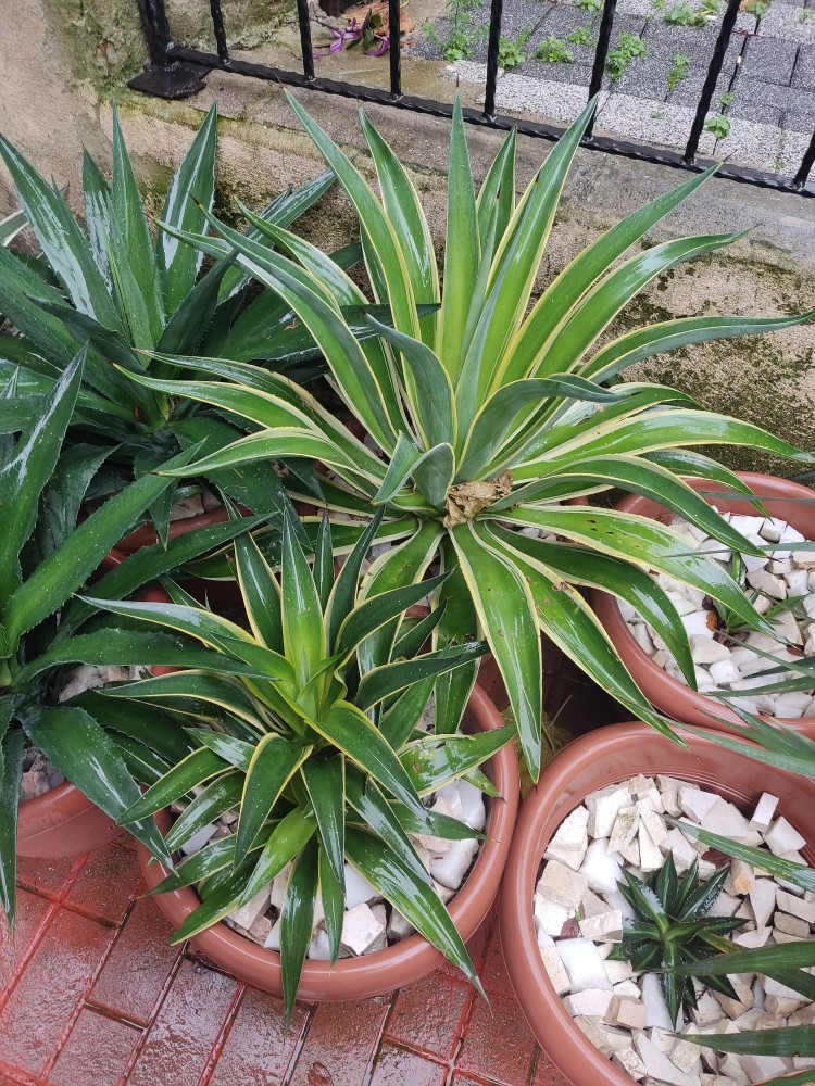 WhatsApp Image 2026-02-08 at 22.35.24.jpeg