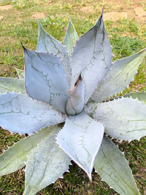 Agave parryi ssp neomexicana