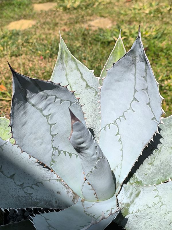 Agave parryi ssp neomexicana