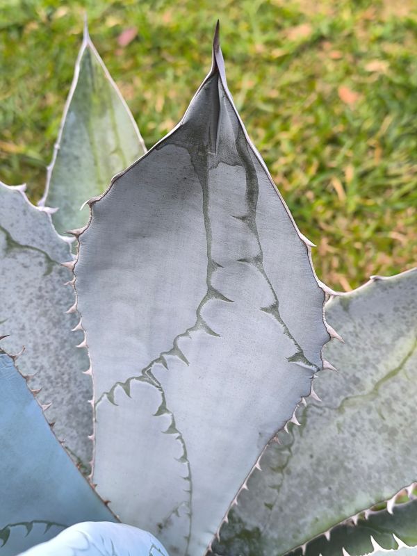 Agave parryi ssp neomexicana