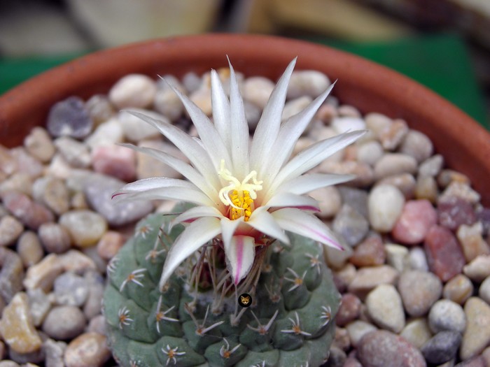 Strombocactus disciformis.jpg