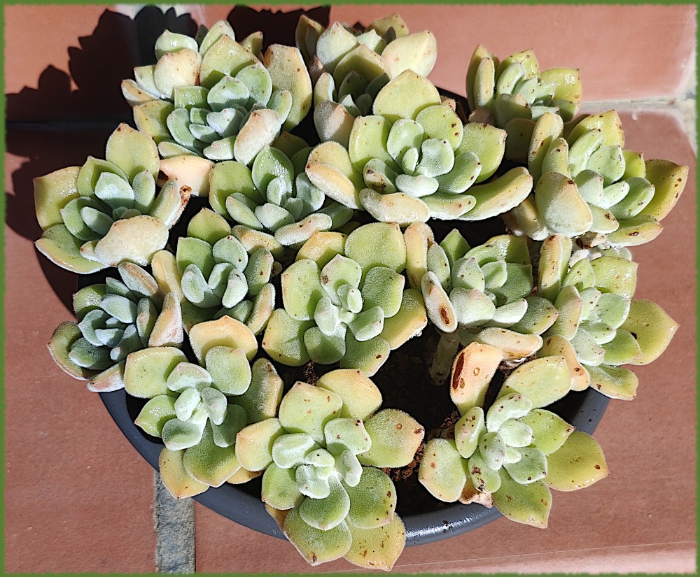 Echeveria pulvinata Frosty