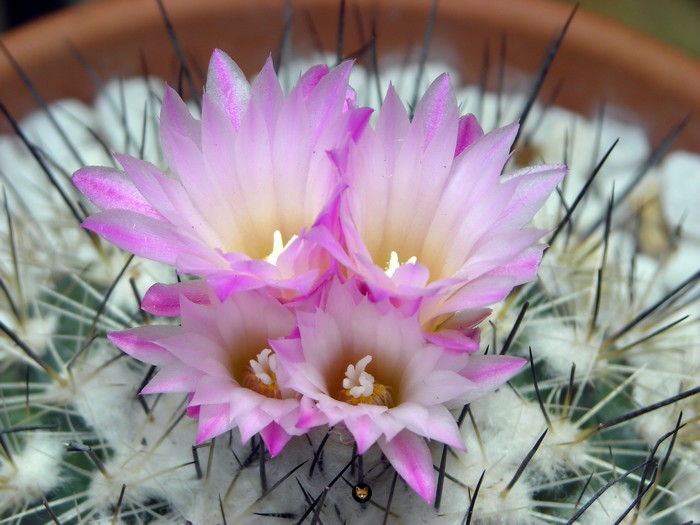 Casi albiflorum ...