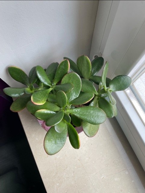 Jade en tamaño mediano 2.jpeg