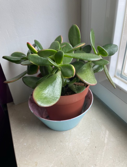 Jade en tamaño mediano.jpeg