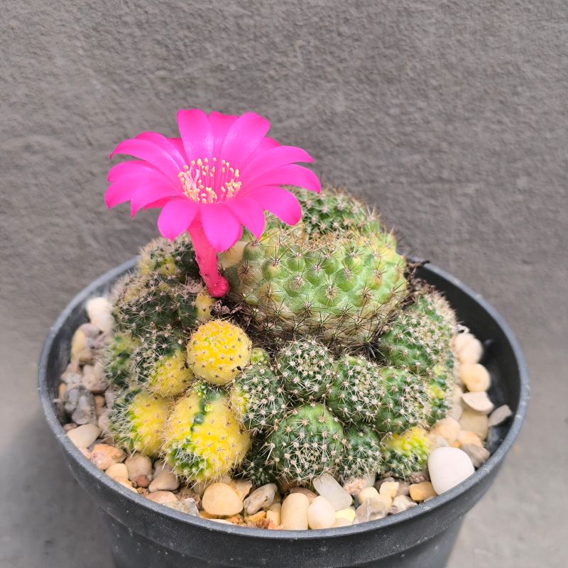 Rebutia minuscula f violaciflora variegata