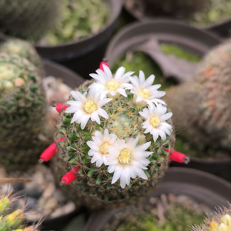 Mammillaria prolifera híbrido