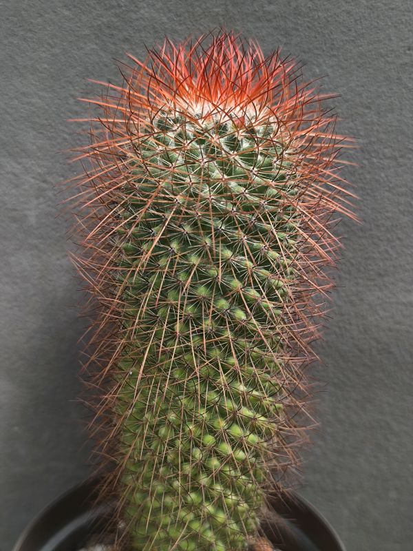 Mammillaria rhodantha