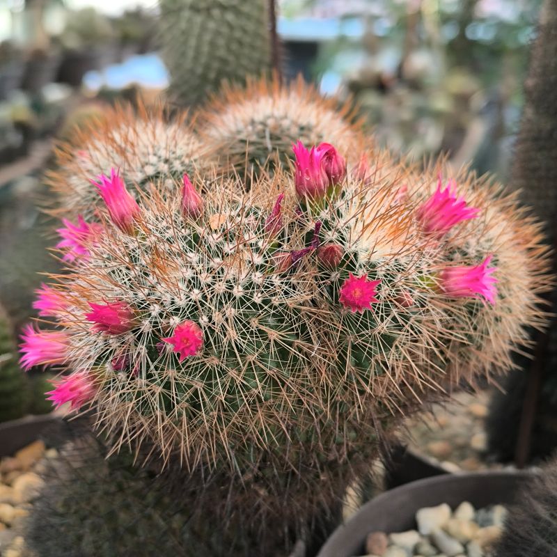 Mammillaria pullihamata
