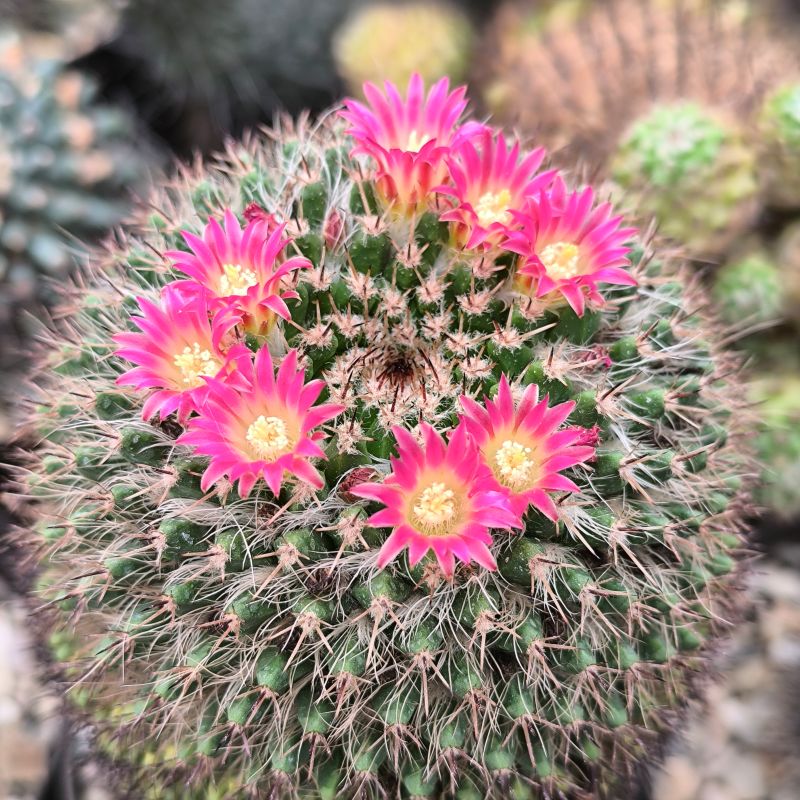 Mammillaria mystax