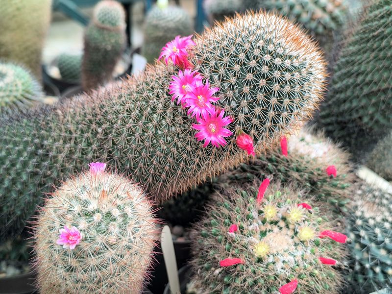 Mammillarias