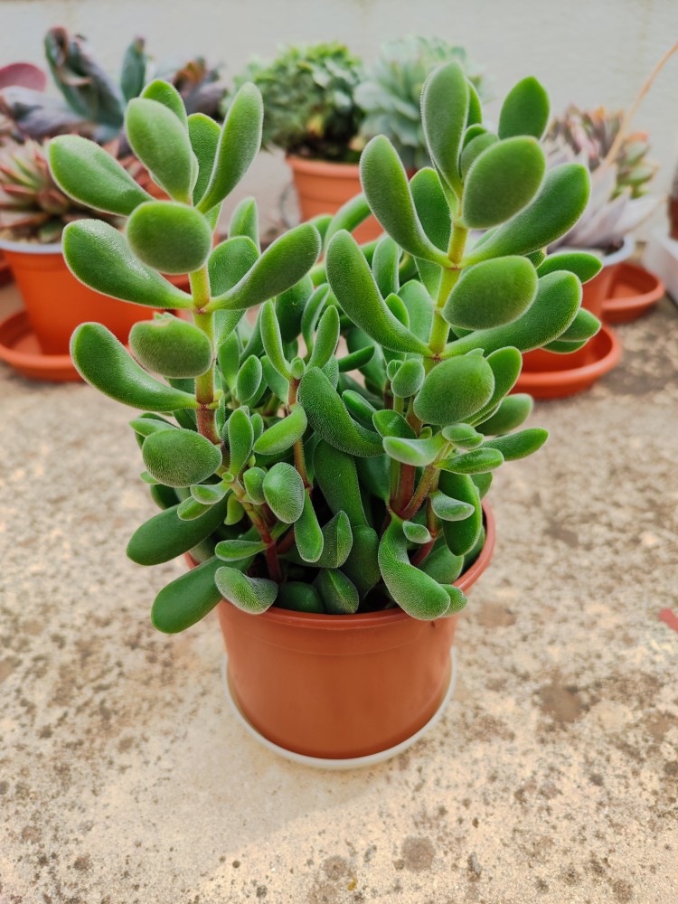 Crassula Rogersii?