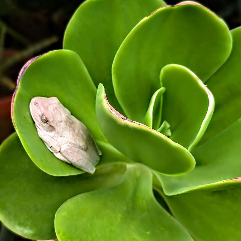 Rana platanera (Boana crepitans)