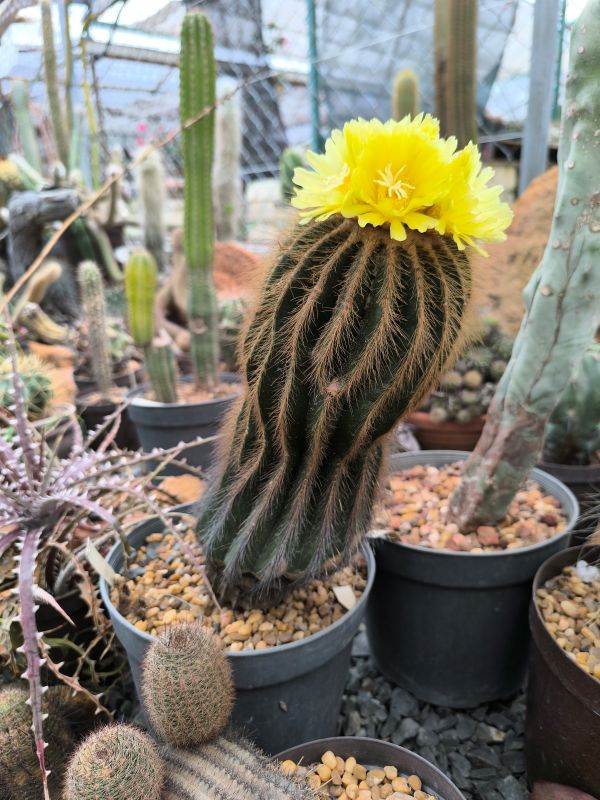 Notocactus magnificus (Parodia magnifica)