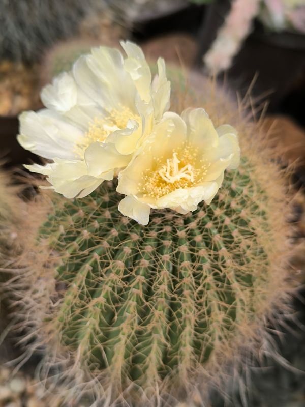 Notocactus claviceps