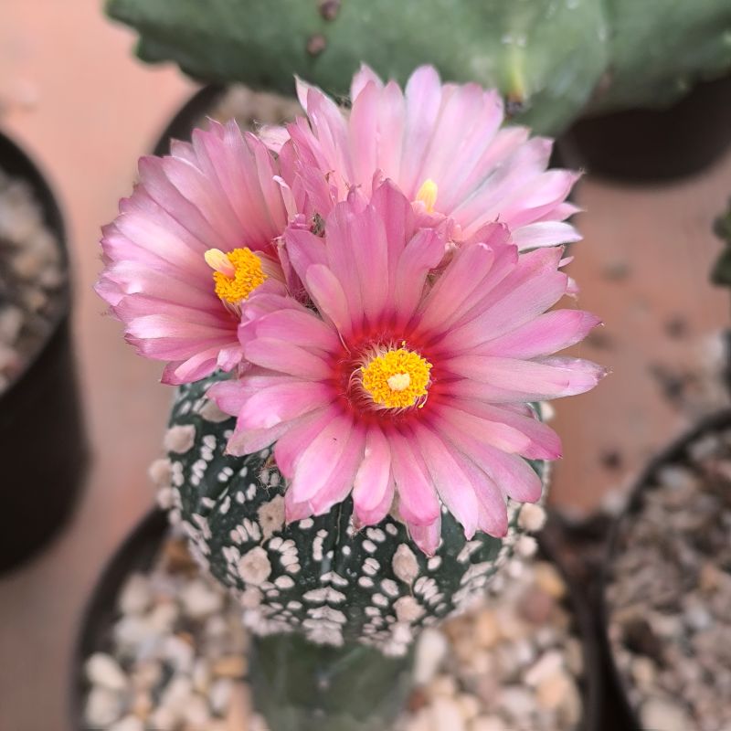 Astrophytum asterias