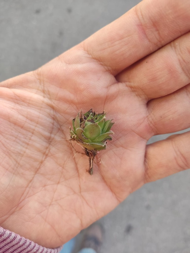 WhatsApp Image 2026-03-08 at 10.13.11 (1).jpeg