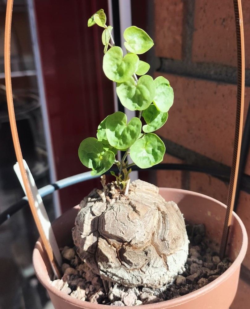 17) febrero 2026.jpeg